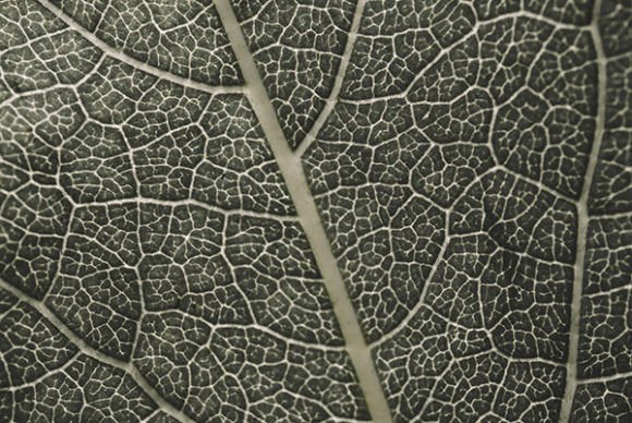 Download Leaf Surface Detailed Texture - Premium Resources